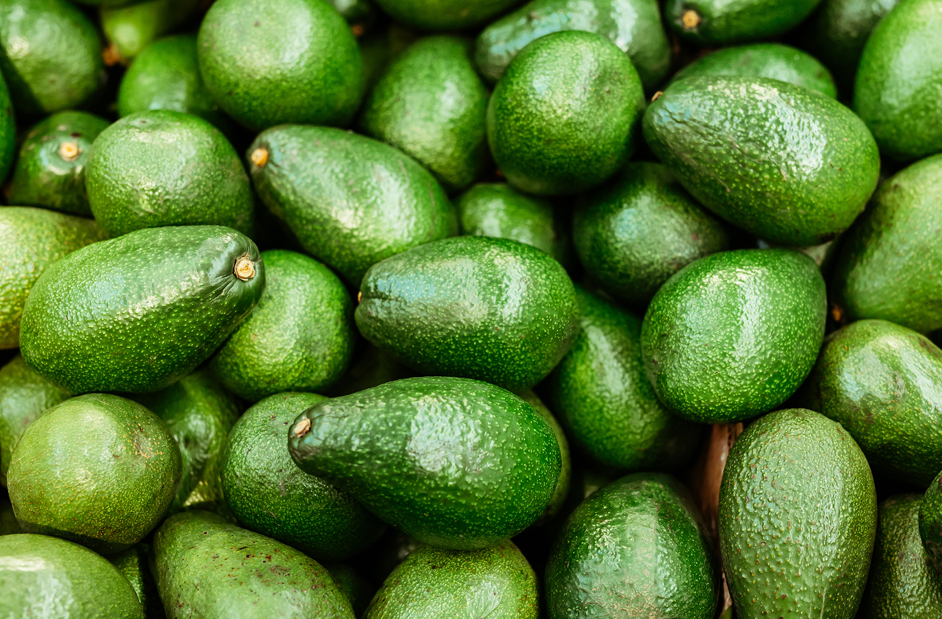 Close up of dozens of avocados