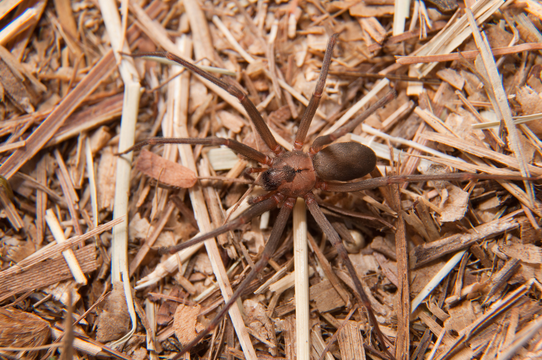 Brown recluse spider on pine straw