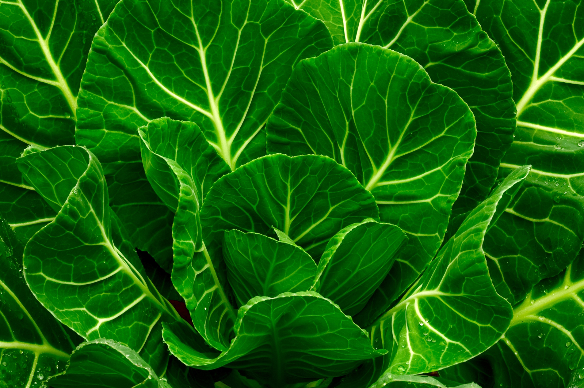 Collard Greens