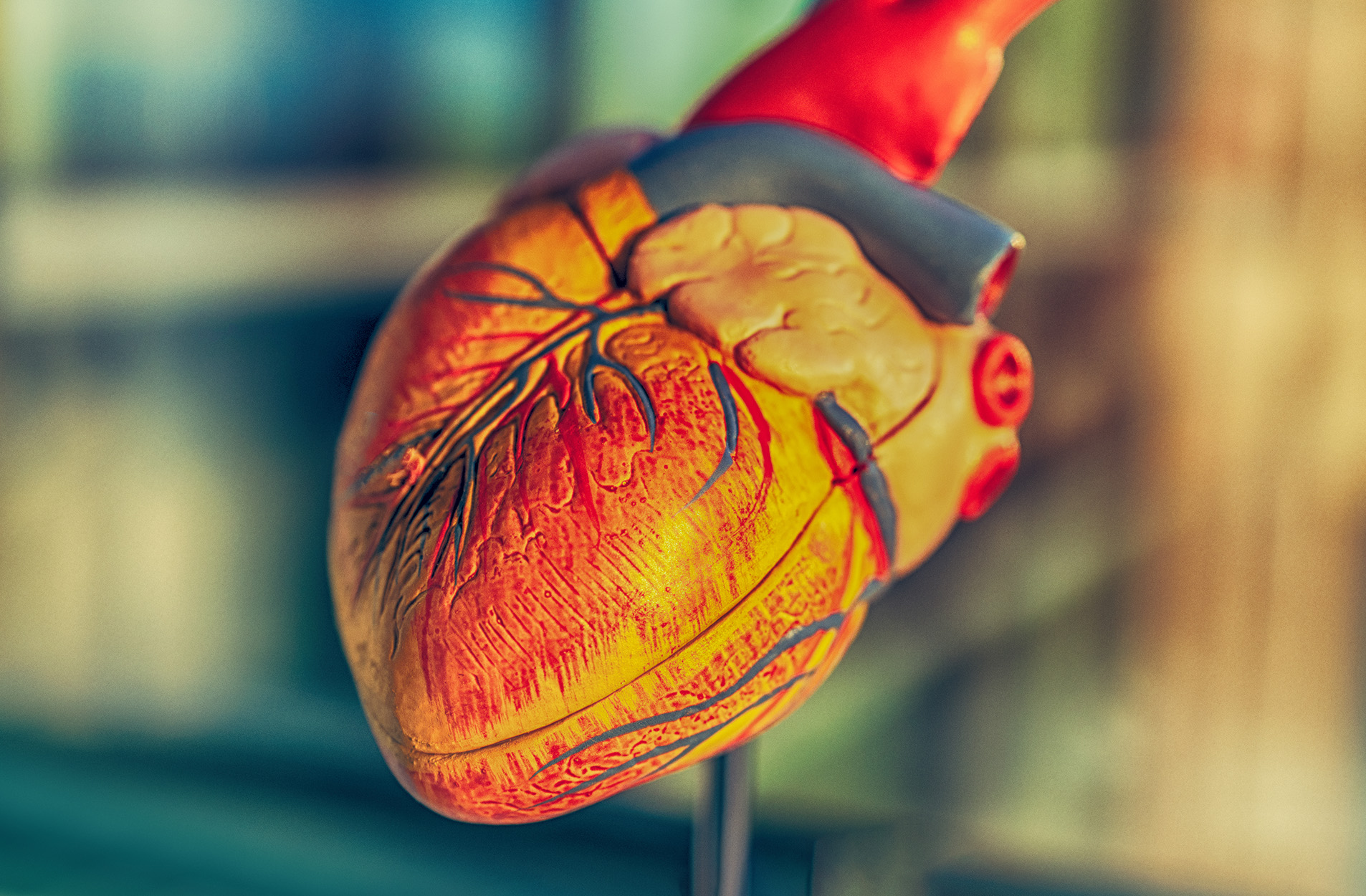 Anatomical model of human heart