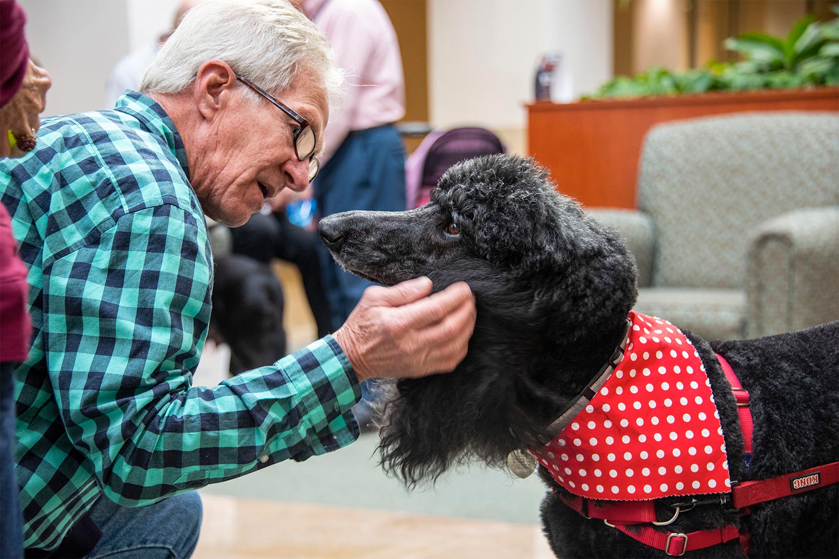 An Elderly Man Bending down to gently scruff the ears of a poodle in a red harness and red and white polkadot bandana.