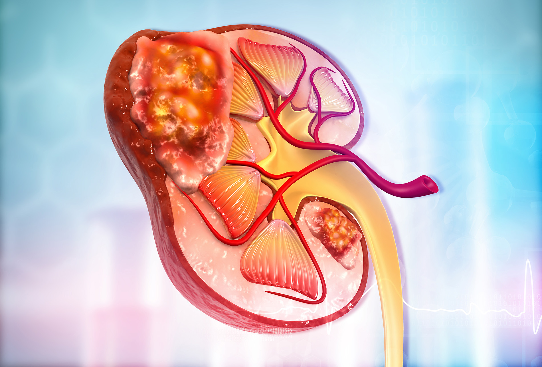 Anatomical illustration of kidneys