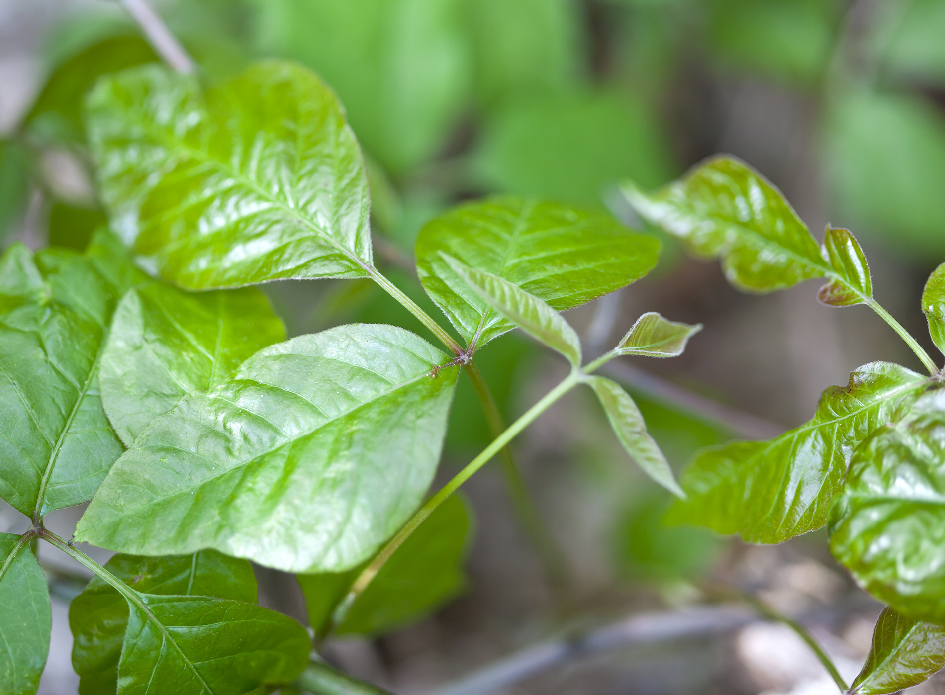 Poison ivy plant