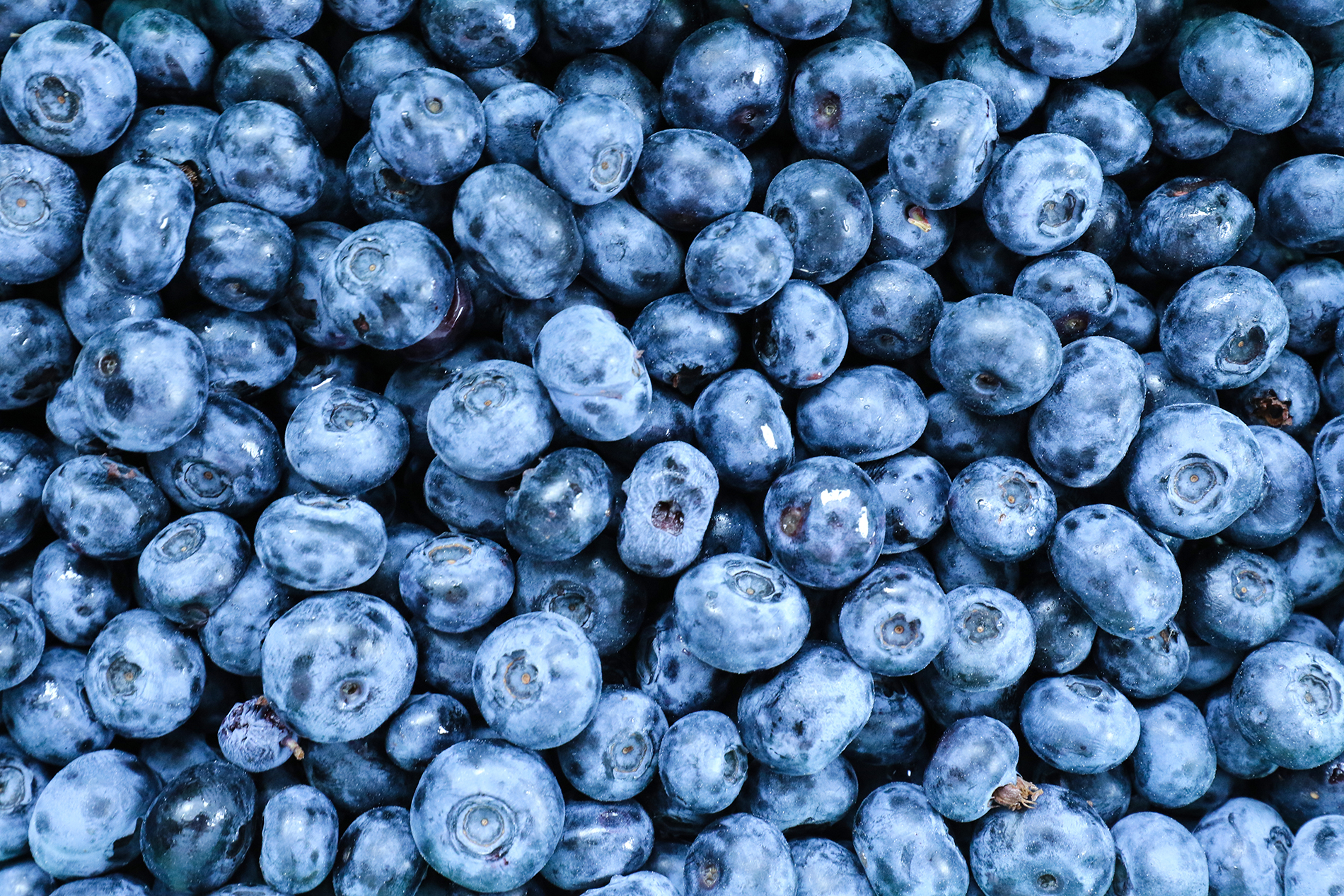 Blueberries