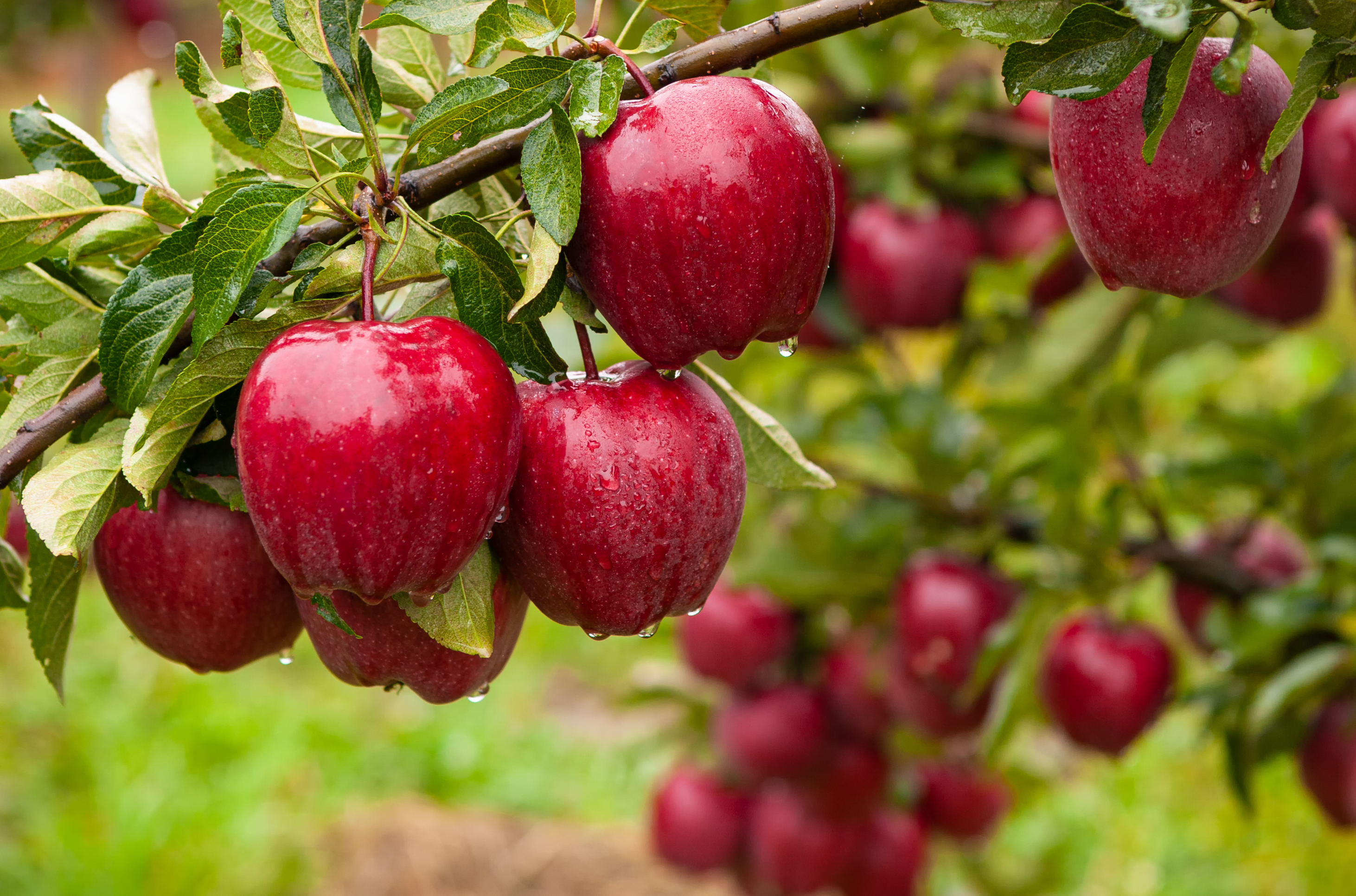 Red apples hanging from tree