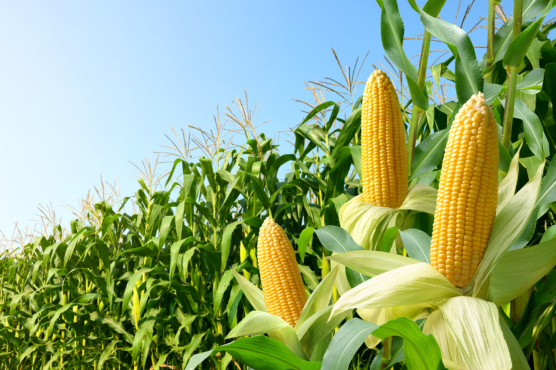 corn field with husks pulled from three ears to show corn on cob