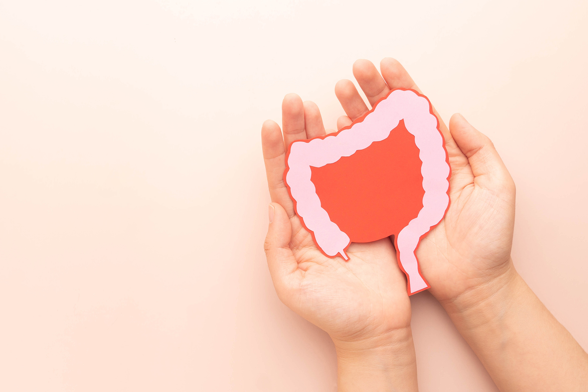 Hands holding drawing of colon on a peach background