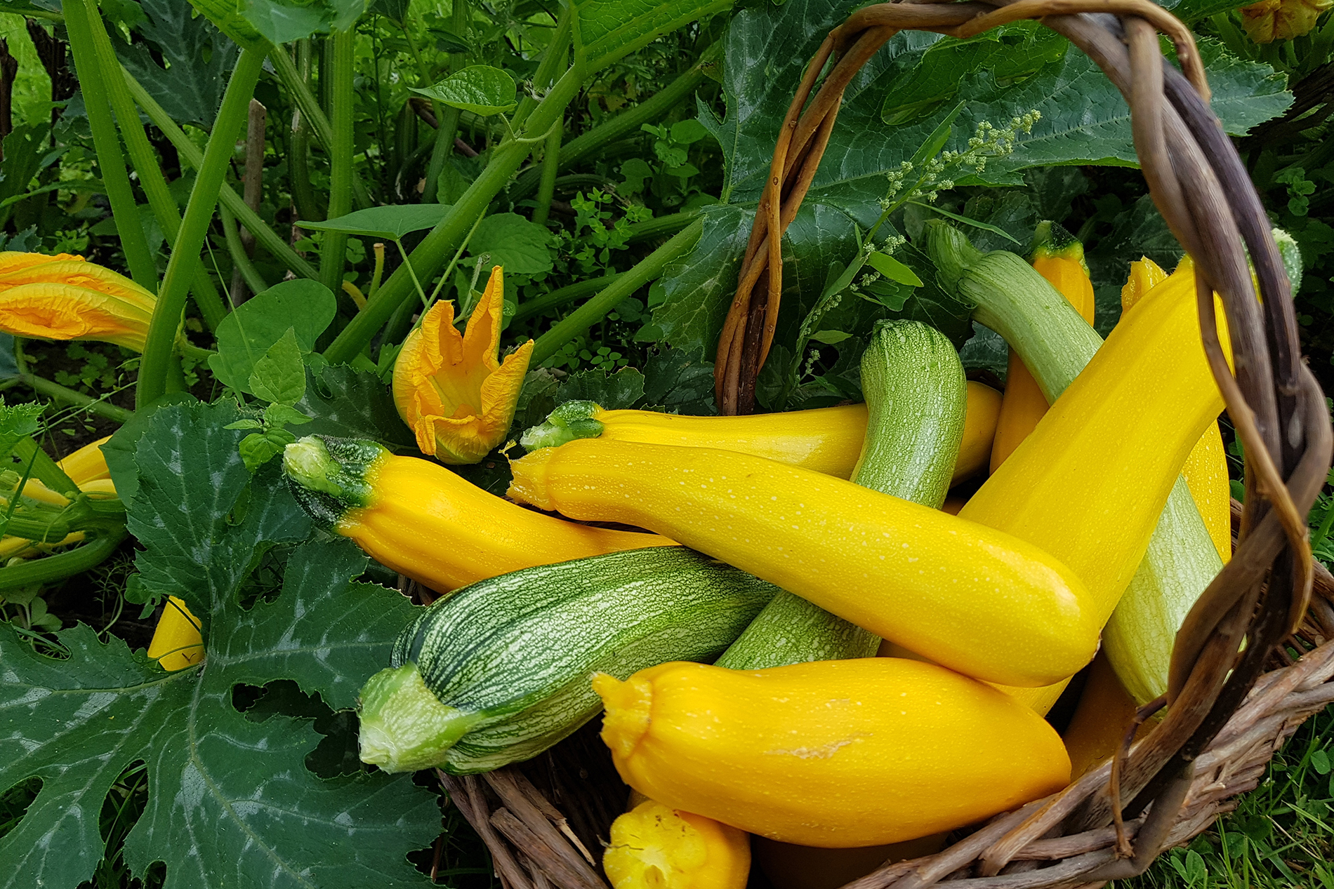 basket of yellow summer squash and zucchini