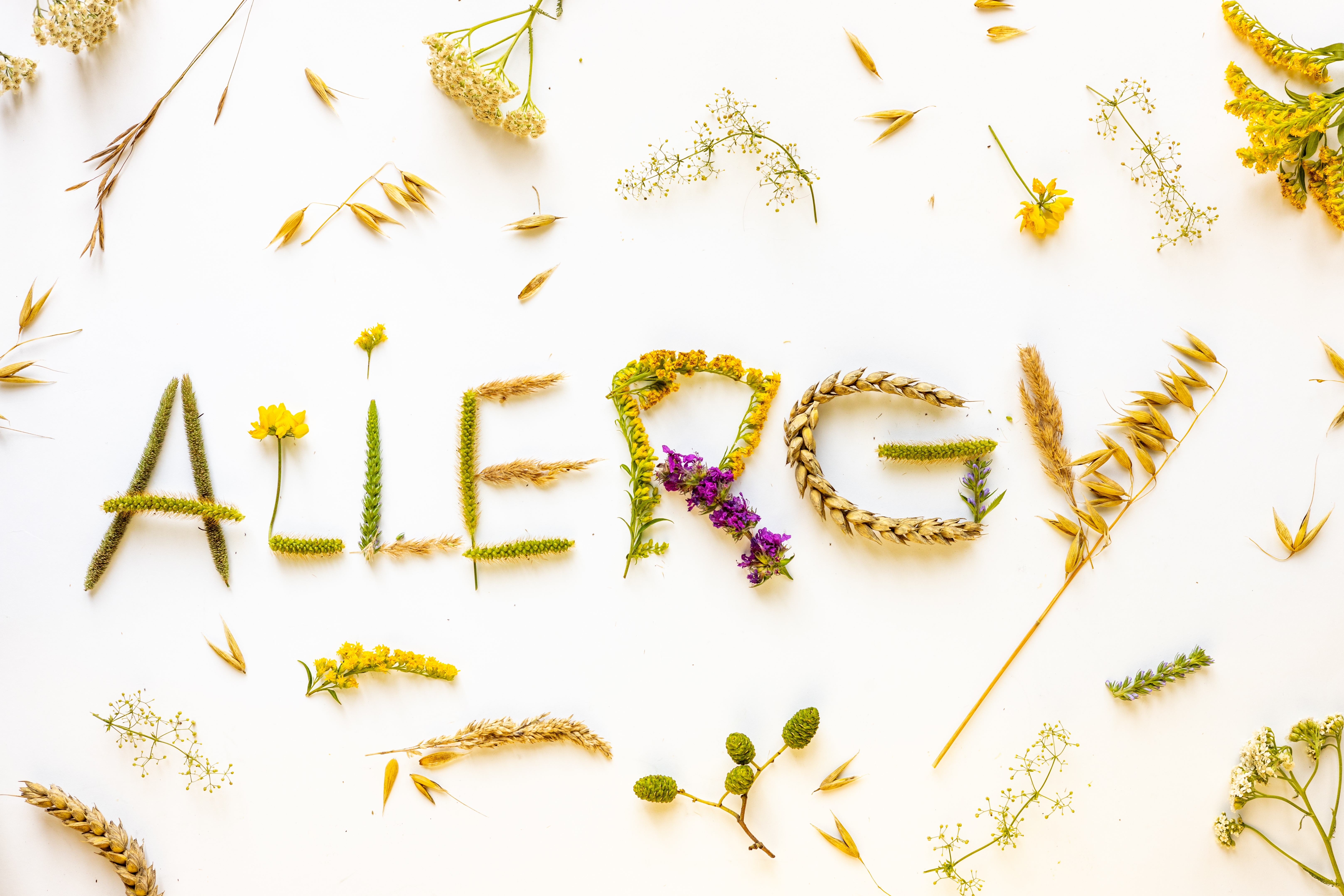 Plants and flowers arranged on a white background to spell allergy