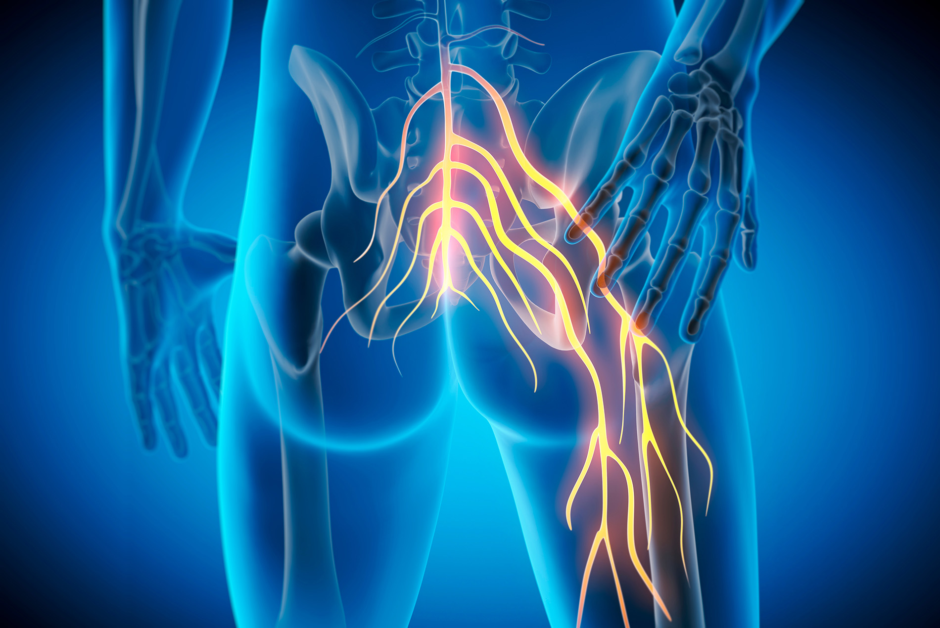 medical illustration of spine and nerves of lower back and legs