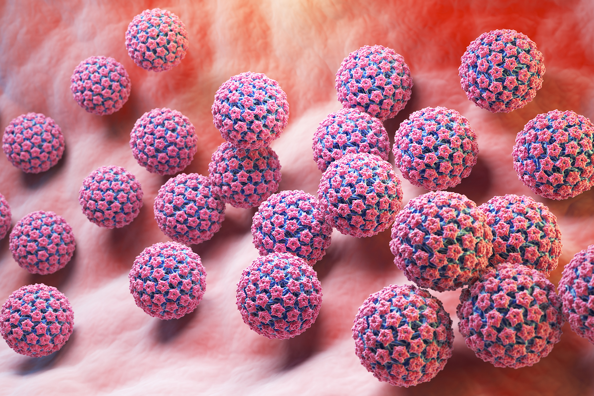 microscopic view of human papilloma virus