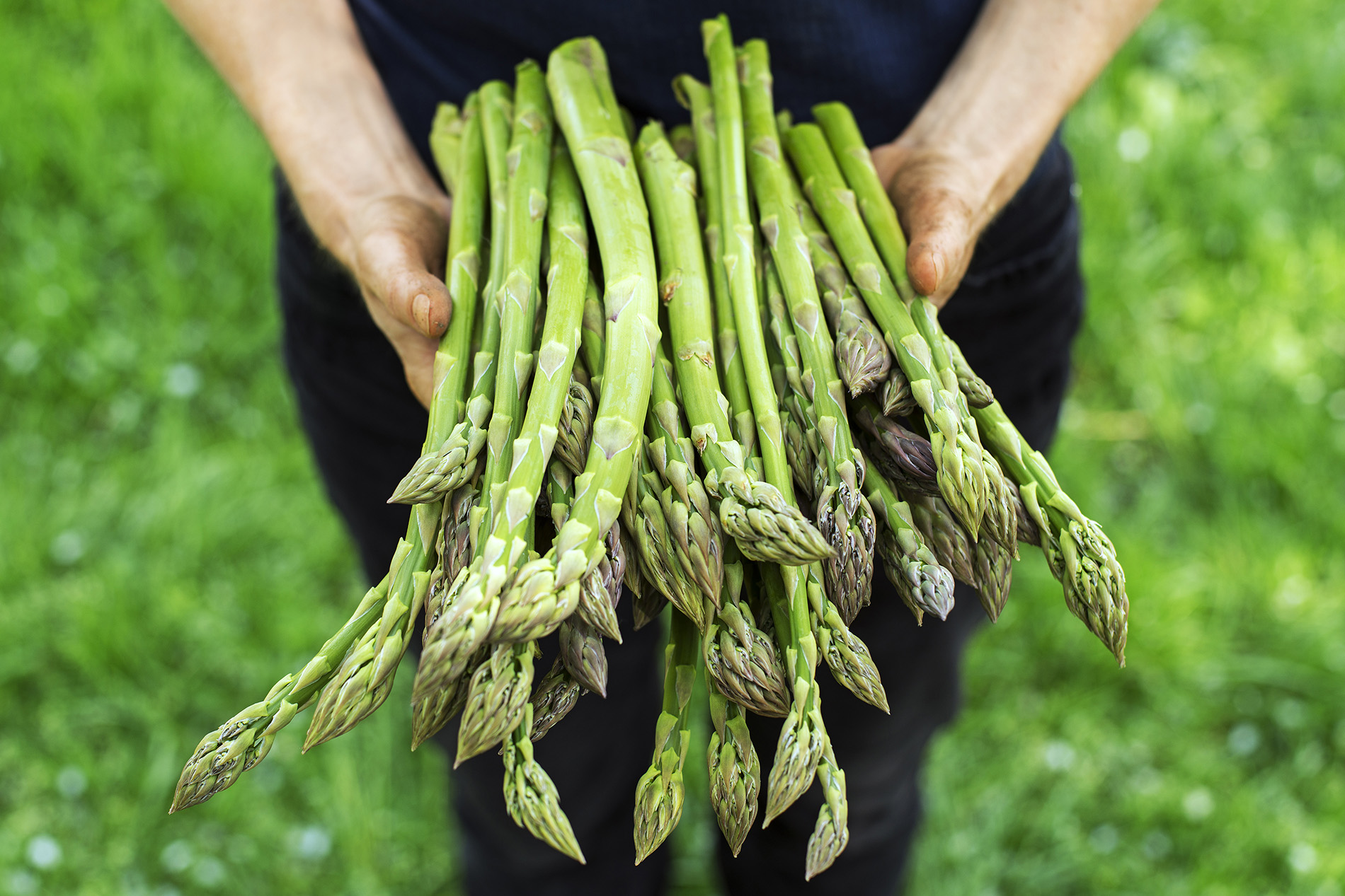 Woman's hands in field holding freshly picked asparagus