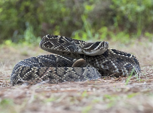 Rattlesnake on ground